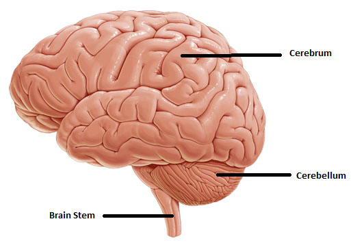 Cerebellum: Anatomy, function, and disorders