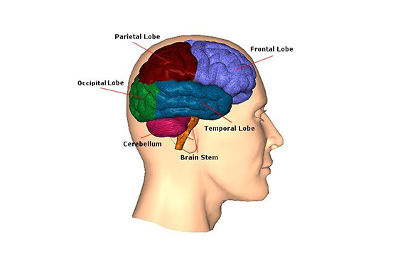 GLP-1 medication illustration showing brain pathways