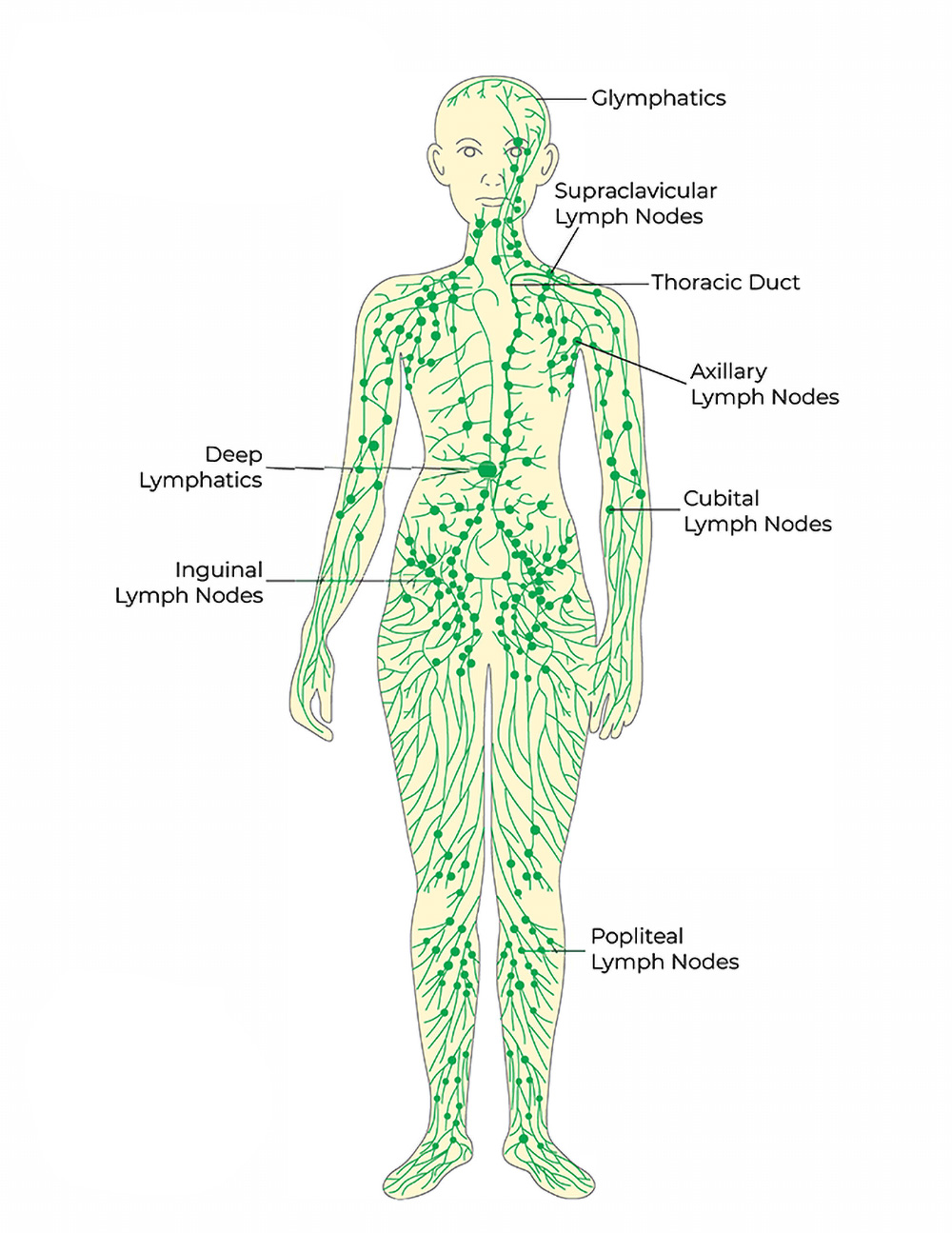 Diagram of a human body showing the lymphatic system, with labeled parts including the glymphatics, supraclavicular, axillary, cubital, inguinal, popliteal lymph nodes, deep lymphatics, and thoracic duct.